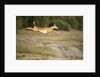 Leaping Impala, Chobe National Park, Botswana by Anonymous