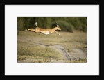 Leaping Impala, Chobe National Park, Botswana by Anonymous