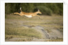 Leaping Impala, Chobe National Park, Botswana by Anonymous