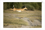 Leaping Impala, Chobe National Park, Botswana by Anonymous