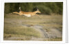 Leaping Impala, Chobe National Park, Botswana by Anonymous