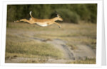 Leaping Impala, Chobe National Park, Botswana by Anonymous