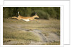 Leaping Impala, Chobe National Park, Botswana by Anonymous