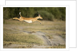 Leaping Impala, Chobe National Park, Botswana by Anonymous