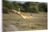 Leaping Impala, Chobe National Park, Botswana by Anonymous