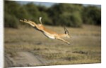 Leaping Impala, Chobe National Park, Botswana by Anonymous