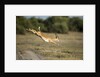 Leaping Impala, Chobe National Park, Botswana by Anonymous