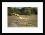 Leaping Impala, Chobe National Park, Botswana by Anonymous