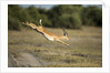 Leaping Impala, Chobe National Park, Botswana by Anonymous