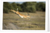 Leaping Impala, Chobe National Park, Botswana by Anonymous
