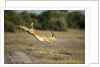Leaping Impala, Chobe National Park, Botswana by Anonymous