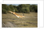 Leaping Impala, Chobe National Park, Botswana by Anonymous