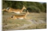 Leaping Impala, Chobe National Park, Botswana by Anonymous