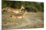Leaping Impala, Chobe National Park, Botswana by Anonymous
