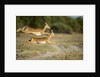 Leaping Impala, Chobe National Park, Botswana by Anonymous