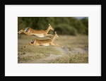 Leaping Impala, Chobe National Park, Botswana by Anonymous