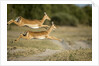 Leaping Impala, Chobe National Park, Botswana by Anonymous