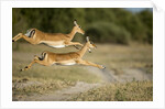 Leaping Impala, Chobe National Park, Botswana by Anonymous