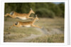Leaping Impala, Chobe National Park, Botswana by Anonymous