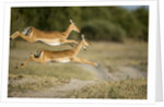 Leaping Impala, Chobe National Park, Botswana by Anonymous