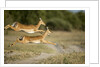Leaping Impala, Chobe National Park, Botswana by Anonymous