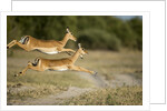 Leaping Impala, Chobe National Park, Botswana by Anonymous