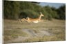Leaping Impala, Chobe National Park, Botswana by Anonymous