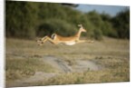 Leaping Impala, Chobe National Park, Botswana by Anonymous