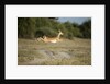 Leaping Impala, Chobe National Park, Botswana by Anonymous