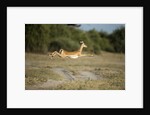 Leaping Impala, Chobe National Park, Botswana by Anonymous