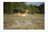 Leaping Impala, Chobe National Park, Botswana by Anonymous