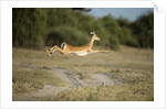 Leaping Impala, Chobe National Park, Botswana by Anonymous