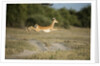 Leaping Impala, Chobe National Park, Botswana by Anonymous