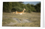 Leaping Impala, Chobe National Park, Botswana by Anonymous
