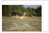 Leaping Impala, Chobe National Park, Botswana by Anonymous