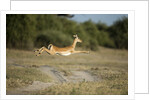 Leaping Impala, Chobe National Park, Botswana by Anonymous