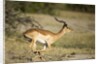 Running Impala, Moremi Game Reserve, Botswana by Anonymous