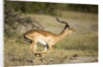 Running Impala, Moremi Game Reserve, Botswana by Anonymous
