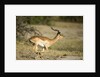 Running Impala, Moremi Game Reserve, Botswana by Anonymous