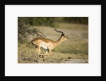Running Impala, Moremi Game Reserve, Botswana by Anonymous