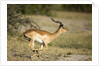 Running Impala, Moremi Game Reserve, Botswana by Anonymous