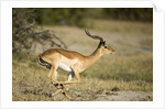 Running Impala, Moremi Game Reserve, Botswana by Anonymous