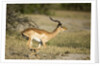 Running Impala, Moremi Game Reserve, Botswana by Anonymous