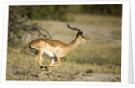 Running Impala, Moremi Game Reserve, Botswana by Anonymous