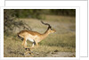 Running Impala, Moremi Game Reserve, Botswana by Anonymous