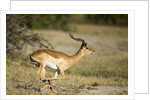 Running Impala, Moremi Game Reserve, Botswana by Anonymous