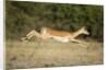 Leaping Impala, Chobe National Park, Botswana by Anonymous