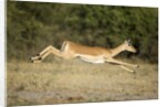 Leaping Impala, Chobe National Park, Botswana by Anonymous