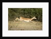 Leaping Impala, Chobe National Park, Botswana by Anonymous
