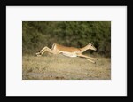 Leaping Impala, Chobe National Park, Botswana by Anonymous